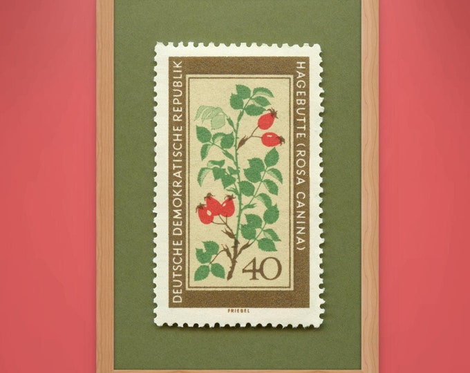 Rose Hip Stamp Art Print: 1960s German Medicinal Flower Illustration