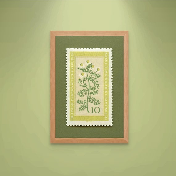 Chamomile Stamp Art Print: 1960s German Medicinal Flower