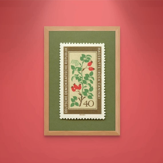 Rose Hip Stamp Art Print: 1960s German Medicinal Flower Illustration