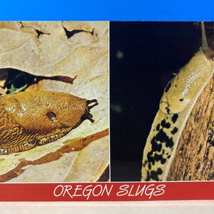 Carte postale Oregon Slugs