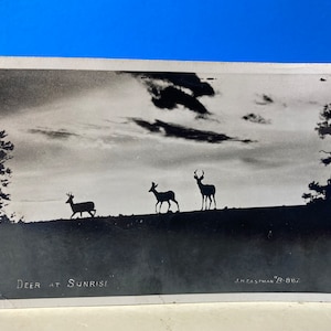 Carte postale RPPC Cerf au lever du soleil