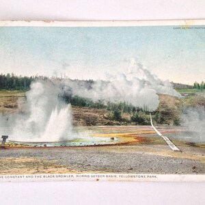 La carte postale constante et la carte postale du parc Black Growler Yellowstone