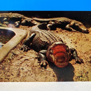 A Florida Gator Salute Postcard