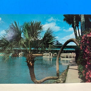 Florida es Silver Springs Lucky Palm Postkarte