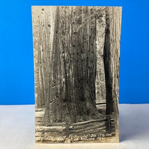May include: A black and white photo of three large redwood trees in a forest. The trees are tall and have rough bark. The trees are surrounded by a wooden fence. The text at the bottom of the photo reads 