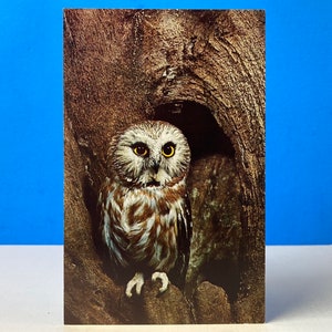 Carte postale Parc national de Saw-Whet Owl Hot Springs