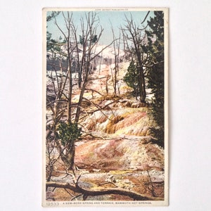 Mammoth Hot Springs Yellowstone Park Carte postale