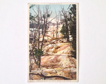Mammoth Hot Springs Yellowstone Park Postcard