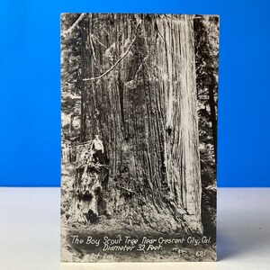 The Boy Scout Tree RPPC Postcard CA