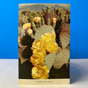 Cartolina di fico d&#39;india Cactus