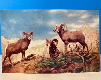 Rocky Mountain Big Horn Sheep Grande Carte postale