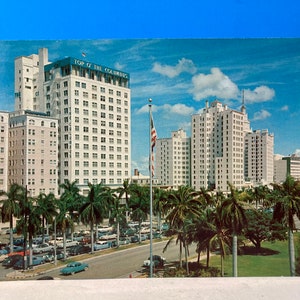 Palm Lined Biscayne Boulevard Miami Postal Gigante