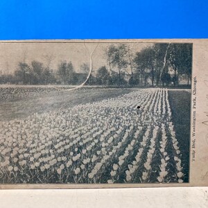 Carte postale 1908 Washington Park Chicago Lit tulipe