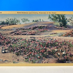 Verveines des sables et onagre du désert Carte postale