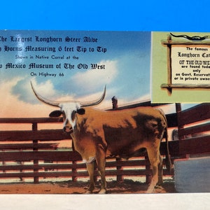 Longhorn At New Mexico Museum Of The Old West Postcard