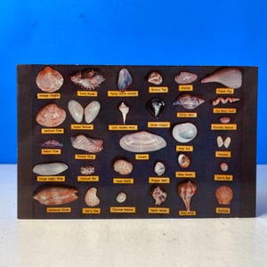 Florida Shell Chart Postcard
