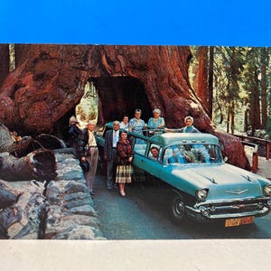 Wawona Tree Yosemite Postkarte Chevrolet Limo