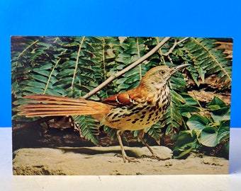 Brown Thrasher Hot Springs National Park Postkarte