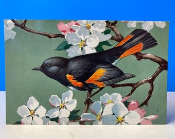 Redstart National Wildlife Federation Postcard