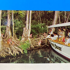 Floridas Silver Springs Jungle Cruise Postkarte