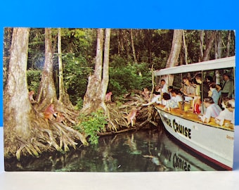 Florida's Silver Springs Jungle Cruise Postcard