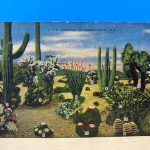 Carte Postale Quelques variétés de lin de cactus du désert