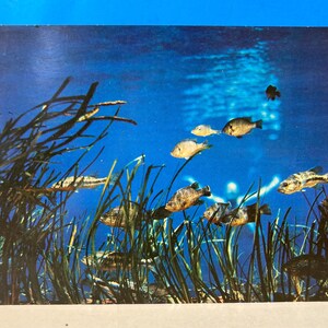 Florida's Silver Springs Riesenpostkarte