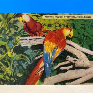 Postal de Macaws Tropical Hobbyland Miami