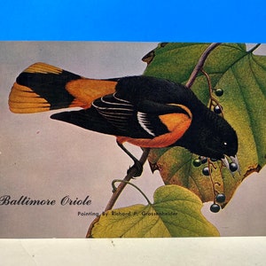 Baltimore Oriole Hot Springs National Park Postkarte