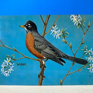 Postal Federación Nacional de Vida Silvestre Robin