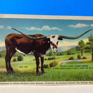 Alte Tex Buckhorn Curio Store San Antonio Postkarte