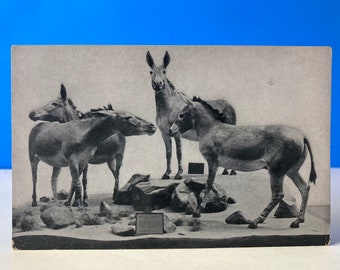 Somali Wild Ass Display Postkarte