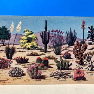 Carte postale cactus et flore du désert
