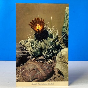 Carte postale Cactus en peluche du diable
