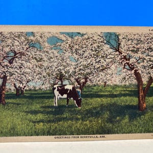 Greetings From Berryville Arkansas Postcard