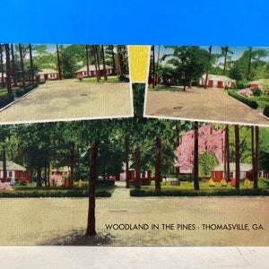 Woodlands dans les pins Carte postale