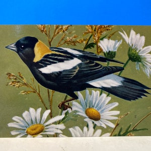 Cartão Postal Bobolink National Wildlife Federation