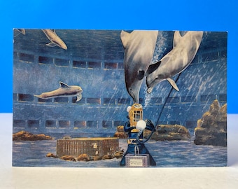 Marineland Porpoise Pool Postcard