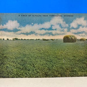 Carte postale Champ de luzerne près de Torrington, Wyoming