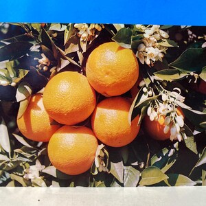 Carte postale oranges et fleurs géantes de la Floride
