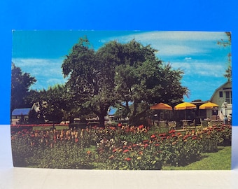 Carte postale Honey Bear Farm - Jardin de patio