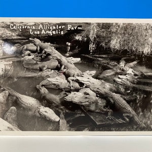 California Alligator Farm RPPC Postcard
