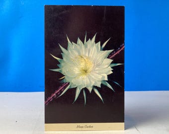 May include: A vintage postcard featuring a close-up of a white Moon Cactus flower against a dark background. The flower has delicate petals and a yellow center. The text "Moon Cactus" is at the bottom.