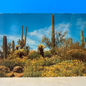 Le printemps arrive au désert Carte postale
