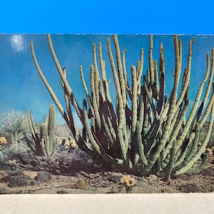 Cartão Postal Cacto de Tubo de Órgão