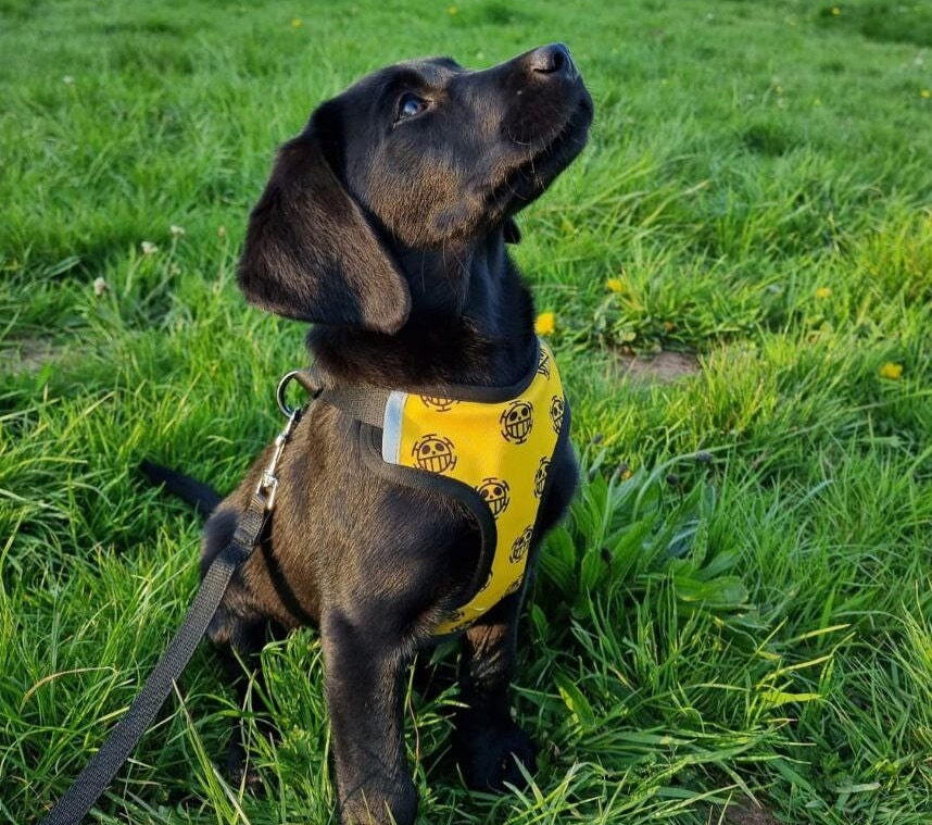 Custom Dog Harness Dog Harness Choose Your Own Design Dog Etsy