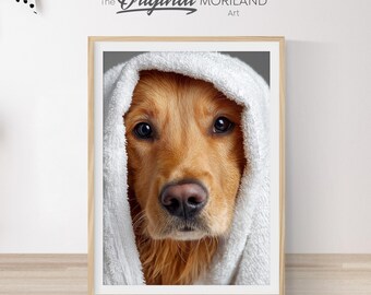May include: A framed print featuring a Golden Retriever dog wrapped in a white towel. The dog has a light brown coat and dark eyes. The print has the text "The Original MORILAND Art".