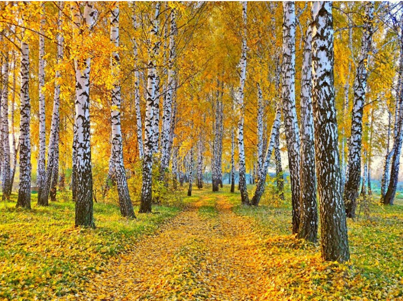 self-adhesive vinly birch forest wall mural forest mural birch wall decal birch tree wall mural moor wall mural, FOREST WALL MURAL