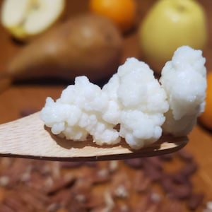 May include: A close-up of a white, grainy, fermented food, known as kefir, on a wooden spoon. The kefir is in a small, round shape and is being held over a pile of brown pecan nuts.