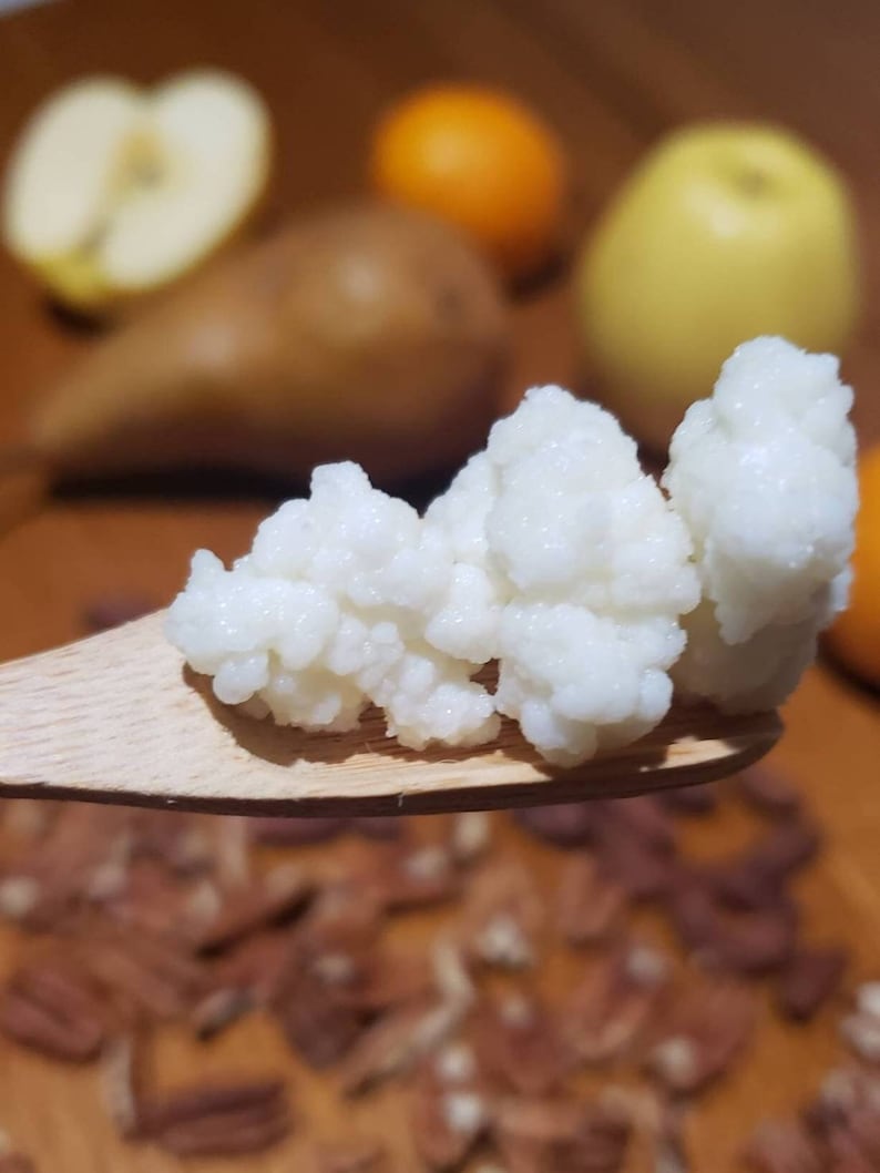 May include: A close-up of a white, grainy, fermented food, known as kefir, on a wooden spoon. The kefir is in a small, round shape and is being held over a pile of brown pecan nuts.